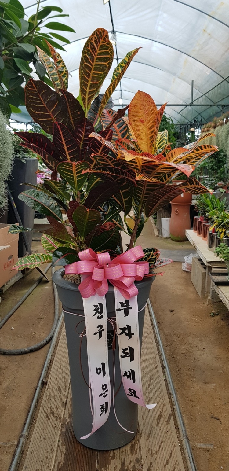  ۻ 